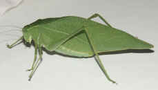 katydid facing left.jpg (93442 bytes)