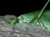 katydid hiding.jpg (132659 bytes)