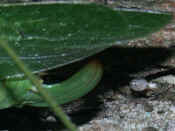 katydid laying egg part 2.jpg (140409 bytes)