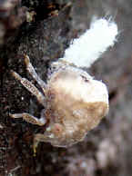 leafhopper heading downward.jpg (136207 bytes)