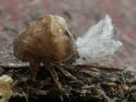 leafhopper walking downward good side view.jpg (137416 bytes)