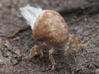 leafhopper walking forward.jpg (143459 bytes)