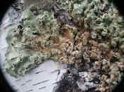 lichen infinite closeup.jpg (114848 bytes)