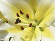 lily near full view.jpg (95755 bytes)