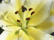 lily near full view stamens upright.jpg (129202 bytes)