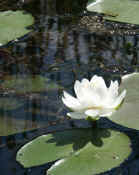 lilypads with flower cropped.jpg (115037 bytes)