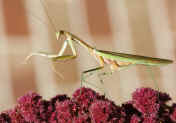 mantis 9-3-06 horizontal more flowers.jpg (135208 bytes)