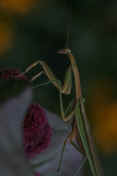 mantis 9-3-06 on summer poinsettia almost full body view darker but lightened.jpg (133086 bytes)