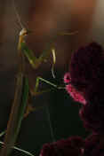 mantis 9-3-06 on summer poinsettia almost full body view left side.jpg (128090 bytes)