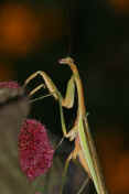 mantis 9-3-06 on summer poinsettia almost full body view.jpg (134972 bytes)