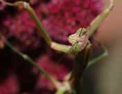 mantis 9-3-06 on summer poinsettia closeup head looking up.jpg (128250 bytes)