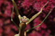 mantis 9-3-06 on summer poinsettia closeup top view horizontal.jpg (129035 bytes)