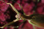 mantis 9-3-06 on summer poinsettia closeup top view.jpg (119671 bytes)