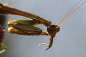mantis 9-3-06 shooting into sun segments of antennae.jpg (107540 bytes)
