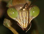 mantis 9-4-06 cleaning antenna head closeup.jpg (114299 bytes)