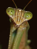 mantis 9-4-06 closeup of head and upper body 2.jpg (139247 bytes)