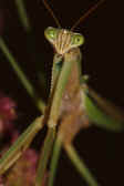 mantis 9-4-06 closeup of head and upper body 3.jpg (123288 bytes)