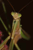 mantis 9-4-06 closeup of head and upper body.jpg (104786 bytes)