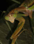 mantis 9-4-06 creeping down leaf 2.jpg (137426 bytes)