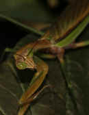 mantis 9-4-06 creeping down leaf 3.jpg (136044 bytes)