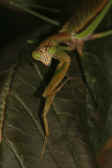 mantis 9-4-06 creeping down leaf.jpg (128289 bytes)