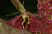 mantis 9-4-06 creeping forward 2.jpg (141970 bytes)