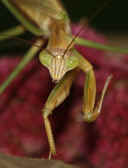 mantis 9-4-06 creeping forward.jpg (145526 bytes)