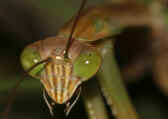 mantis 9-4-06 head closeup green bkg 2.jpg (124962 bytes)