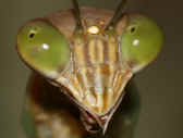 mantis 9-4-06 head closeup green bkg.jpg (109193 bytes)