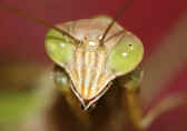 mantis 9-4-06 head closeup.jpg (127804 bytes)