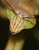 mantis 9-4-06 head closeup top view.jpg (140977 bytes)