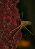 mantis 9-4-06 holding on to side of poinsettia angled outward.jpg (124975 bytes)