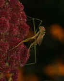 mantis 9-4-06 holding on to side of poinsettia head down 2.jpg (122409 bytes)