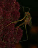 mantis 9-4-06 holding on to side of poinsettia head down.jpg (114214 bytes)