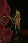 mantis 9-4-06 holding on to side of poinsettia.jpg (133667 bytes)