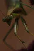 mantis 9-4-06 no flash.jpg (148112 bytes)
