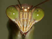 mantis 9-4-06 upper body closeup 2.jpg (148488 bytes)