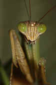 mantis 9-4-06 upper body closeup legs up.jpg (117184 bytes)