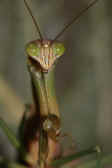 mantis 9-4-06 upper body closeup.jpg (106569 bytes)