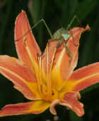 mantis at top of lily looking surprised vertical comp.jpg (168693 bytes)