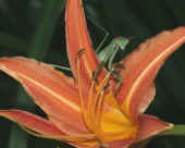 mantis creeping from behind lily cropped ca.jpg (167254 bytes)