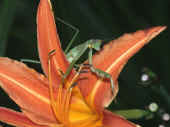 mantis creeping from behind lily to right ca.jpg (151616 bytes)