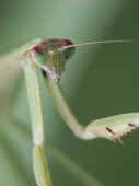 mantis head closeup green background red eyes.jpg (110488 bytes)