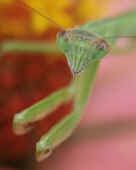 mantis head closeup legs underneath pink orange bkg cropped.jpg (122508 bytes)