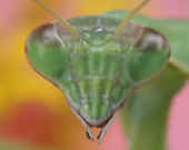 mantis head closeup one knee in focus head cropped.jpg (160413 bytes)