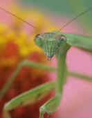 mantis head closeup one knee in focus.jpg (115686 bytes)