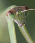 mantis head legs under.jpg (156893 bytes)