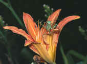 mantis on lily facing forward 2 ca.jpg (125253 bytes)