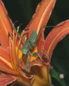 mantis on lily facing forward 3 cropped 8 X 10 ca.jpg (158376 bytes)