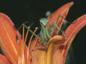 mantis on lily facing forward 4 ca cropped.jpg (150481 bytes)